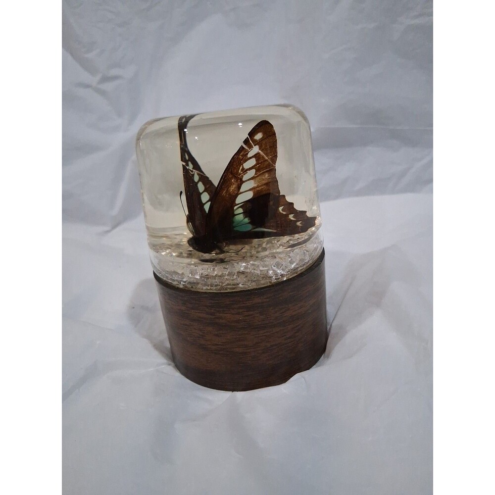 Vintage Butterfly In Resin,  Nature Gems Educational Embedments